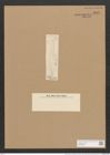 Hantzschia amphioxys var. brasiliensis Grun. (de-Toni-Nr.: Genus 50, Species 2204) Zeichnungen Sammlung Grunow Nr. 4602 (NHMW-BOT-W0372634)